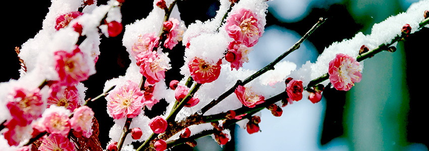 【川崎市最新版】3月の葬儀費用は高くなる？年度末に知っておきたいポイント