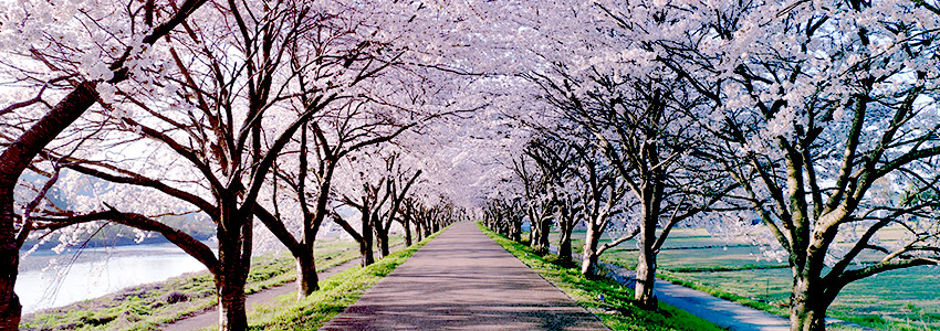 【川崎市最新版】遠方に住む家族のもしもに備える｜春に見直したいポイント