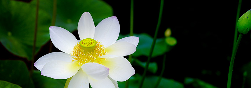 【川崎市最新版】一周忌・三回忌の準備はいつから？流れと注意点をわかりやすく解説